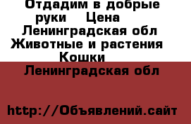 Отдадим в добрые руки) › Цена ­ 1 - Ленинградская обл. Животные и растения » Кошки   . Ленинградская обл.